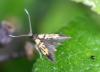 Schiffermuelleria schaefferella